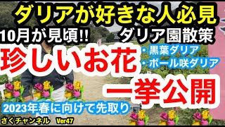 【ダリア】ダリア園を散策します。希少品種のダリアも紹介しますさくチャンネルVer47【園芸】【ダリア】【希少品種】【切り花】 [upl. by Ttoile]