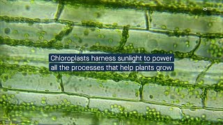 How mesophyll chloroplasts maintain energy efficiency [upl. by Touber]