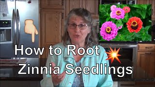 How to Root Zinnia Seedlings Propagating Zinnia PlantsZinnia 101 [upl. by Lanna]