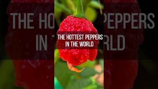 The Hottest Peppers In The World [upl. by Seabury]