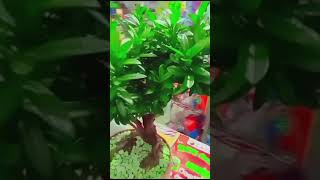 Ixora bonsai youtubeshorts bonsai floweringplant ♥️ [upl. by Airakaz]