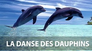 Danse des dauphins [upl. by Cosimo815]