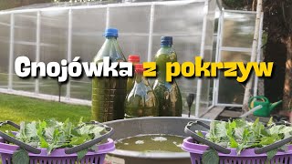 GNOJÓWKA Z POKRZYWY  OD ZERWANIA DO PODLEWANIA [upl. by Urbani]