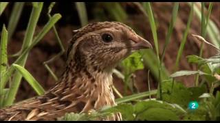 Grandes DocumentalesAlemania salvaje 2 Bosques [upl. by Merrill333]