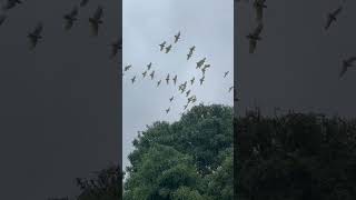 White cockatoos and Galah bird cape Jervis Adelaide South Australia 澳洲阿特雷德的Cape Jervis看到粉紅和白色鳳头鹦鹉🦜 [upl. by Norm]