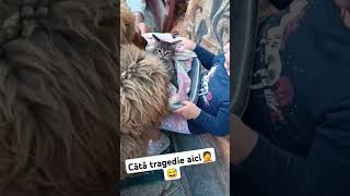 Câtă tragedie aici câinii sunt prea bucuroși de pisicidar Daria exagerează viral dog mastiff [upl. by Anegroeg]