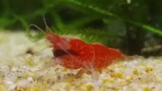 Shrimp killed by planaria [upl. by Erotavlas927]