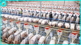 Breeding Millions of Modern Pigs  Automatic Pig Farm Management System [upl. by Marinelli]