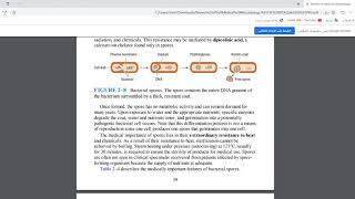 10 Bacterial Spore بالعربي [upl. by Alessig]