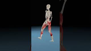 Lower Limb Muscle Work 3danatomy anatomy animation bodyanatomy 3danimation shortsfeed shorts [upl. by Semreh]