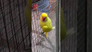 Breeding Season❤️❤️ foryou parrot shortvideos fypシ゚viral birdslover viralreels fypシ゚ fyp [upl. by Nhguaval]