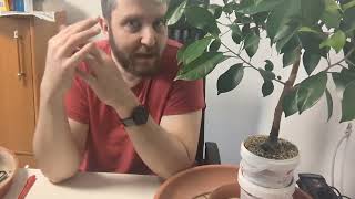 Ficus Microcarpa 1389 Tage alt verschneiden und umtopfen mit Überraschung [upl. by Ymirej780]