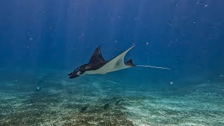 Diving in Komodo National Park  An Underwater Paradise and a Divers Dream Flores Indonesia [upl. by Ahsoyek557]