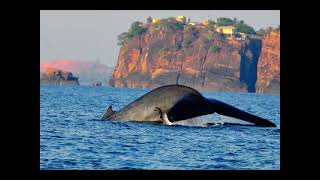 Don’t miss the excitement in Trincomalee – Sri Lanka [upl. by Norvall]