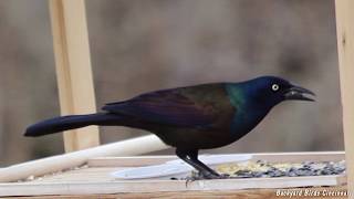 Common Grackle closeups and calls [upl. by Enaej]