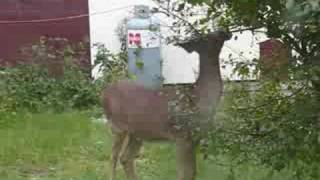 Ontario Whitetail Deer  Rainy River Spike Buck Harris Hill Resort [upl. by Aeiram]