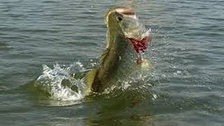 Summer Bass Fishing On The Ohio River [upl. by Sacttler]