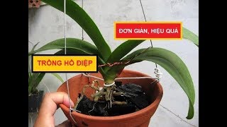 CÁCH TRỒNG HỒ ĐIỆP SAU TẾT TỪ A ĐẾN Z DuyPhong [upl. by Hammock492]