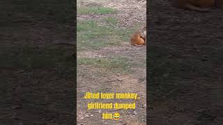 Jilted lover monkey is going mad as his girlfriend is happy with another monkey 🐒😂🤣 funny animals [upl. by Ellehsad]