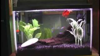 5 Gallon Betta Neon Community Fish Tank [upl. by Hgielsa165]