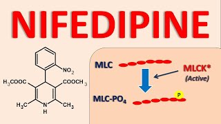 Nifedipine  Mechanism side effects and uses [upl. by Nitsirk]