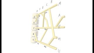 3D Brachial Plexus Mnemonics [upl. by Ailsun153]