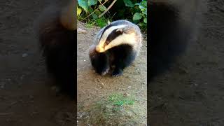 A scratching badger to brighten your day [upl. by Ennovahs]