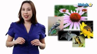 Learn Biology Angiosperms and Pollinators [upl. by Atig]