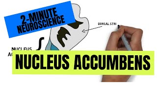 2Minute Neuroscience Nucleus Accumbens [upl. by Zetram]