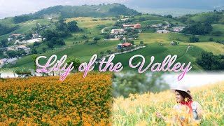 Healing Lilly of the Valley  Day Lily Farm at Eastern Coast of Taiwan 🇹🇼🌷⛰️💝 nature travel vlog [upl. by Crowns]