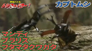 【公式】カブトムシ vs マンディブラリスフタマタクワガタ【甲虫バトル ムシファイター！】2 [upl. by Saidee]