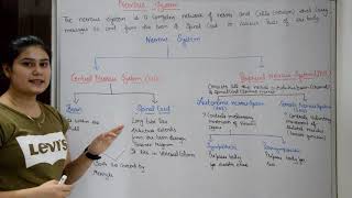 Nervous System in Hindi  Brain  Spinal Cord  Central amp Peripheral Nervous System [upl. by Agnot]