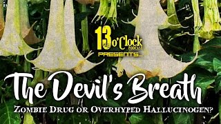 Episode 22  The Devils Breath Zombie Drug or Overhyped Hallucinogen [upl. by Eelnayr]