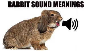 13 Sounds Rabbits Make and What They Mean [upl. by Trescott853]