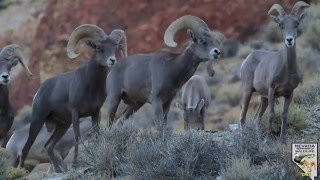 Desert bighorn sheep 2015 [upl. by Carolan]