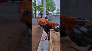 Nasala t aake kde muk jandi h ytshorts aseelmurga birds trendingshorts rooster [upl. by Uaerraj489]