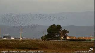 Bandos de moritos Webcam laguna Riet Vell seobirdlife [upl. by Watanabe]