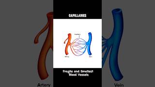 CAPILLARIES capillariescapillary  WHAT ARE CAPILLARIES shortsviraltrending [upl. by Boelter863]