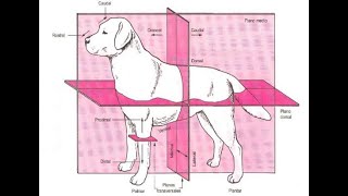 PLANOS REFERENCIALES ANATÓMICOSvideo explicativo [upl. by Irahcaz]