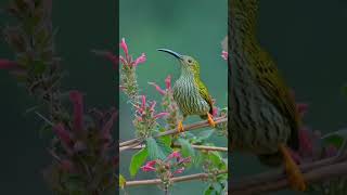 Streaked Spiderhunter [upl. by Ned]