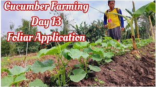 Spraying Foliar Fertilizer in Cucumber Farming Day 13 Sobrang Lago na [upl. by Veradis884]