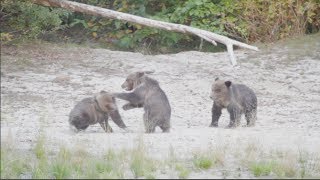 Grizzly bear cubs at play  cutest triplets ever [upl. by Okim]