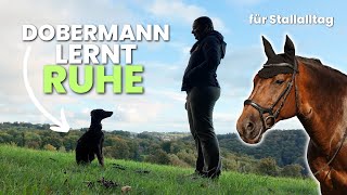 Dobermann JUNGHUND wird zum STALLHUND  Training 1 [upl. by Bozovich964]