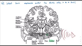 What brain mechanism enables the startle reflex to be so fast [upl. by Nata]