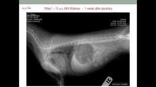 Tracheal Collapse in Dogs [upl. by Barrada]