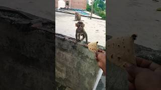 Rukhi sukhi roti tere hatho se songBandar wala video bandar monkey shorts animals [upl. by Ephrayim537]