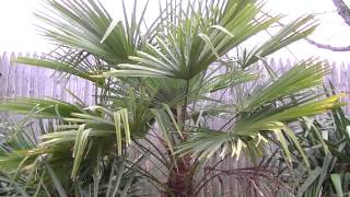 Trachycarpus nainital growing in Massachusetts [upl. by Lian372]