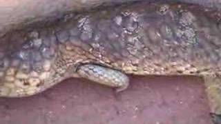 Bobtail Lizard climbing Stairs [upl. by Hirza188]