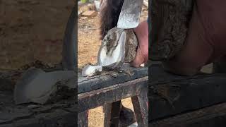 Wonderful Donkey Hoof Trimming Video shorts hoof [upl. by Winfred]