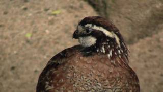 Northern Bobwhite Virginia Quail or Bobwhite Quail Colinus virginianus  Virginiawachtel 1 [upl. by Eireva]